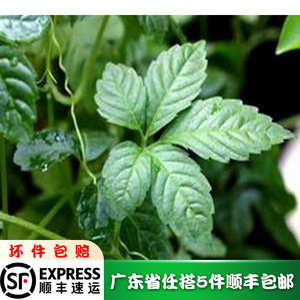 新鲜蔬菜五叶神500g 绞股蓝七胆五叶参七叶参小苦药甘茶蔓福音草