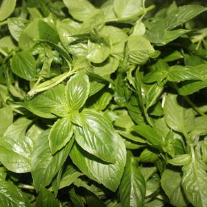 新鲜罗勒叶500g 罗勒叶甜罗勒做青酱披萨烘焙西餐调料