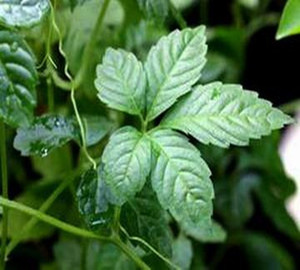 新鲜蔬菜五叶神500g 绞股蓝七胆五叶参七叶参小苦药甘茶蔓福音草