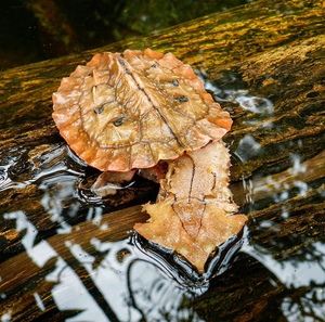 【黄耳龟深水】黄耳龟深水品牌,价格 - 阿里巴巴