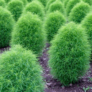 绿叶地肤种子扫帚子笤帚菜种籽食用红叶地伏草籽盆栽观赏花草菜孑