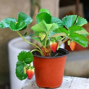 四季结果特大号丹东99草莓苗秧妙香七号食用种植带果发货带花带盆