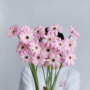 mini粉色小珍爱扶郎花鲜花弗朗花鲜切花云南直发送朋友送长辈节日