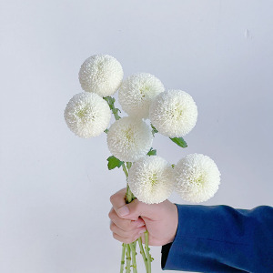 白色乒乓菊鲜花直发云南花瓶插花水养节日送花任意两束顺丰包邮