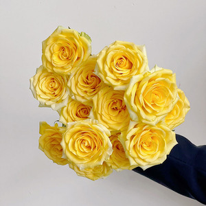 金香玉黄玫瑰鲜花直发云南花瓶插花水养节日送花两束顺丰空运包邮