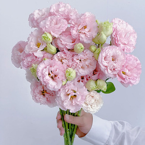 阳光粉洋桔梗鲜花直发云南花瓶插花水养节日送花任意两束顺丰包邮