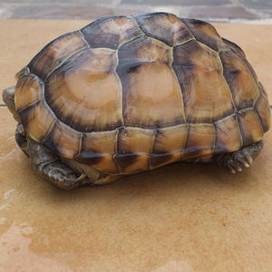 陆地乌龟巨型吃菜龟活体草龟特大苗子可爱宠物大型素食繁殖下蛋龟