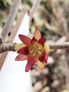 红香妃河南鄢陵嫁接矮桩造型红色冬季耐寒新品种红腊梅易活阳台