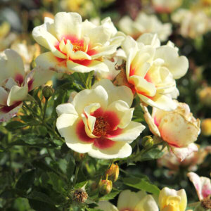 上上花田 辉煌巴比伦眼睛月季花苗丰花阳台庭院盆栽花量大四季