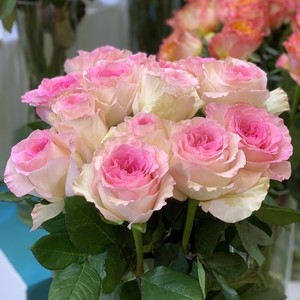 上上花田 洛神玫瑰花苗盆栽月季大花阳台庭院盆栽四季开花耐寒