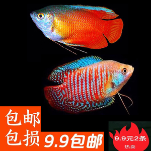 五彩血红招财丽丽鱼小型活体曼龙鱼不打氧淡水好养耐活小型观赏鱼