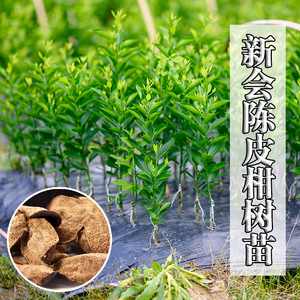 乡村老农83391677淘宝正宗新会茶枝柑苗大红柑果苗陈皮柑树苗柠檬酸