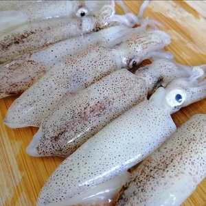 生鲜笔管新鲜海鲜笔管鱼笔管蛸海兔籽乌小乌贼宝宝吃了补钙海兔子