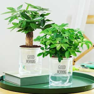 水培植物七叶莲鸭脚木花盆鸭掌木花卉花草招财客厅家庭桌面迷你