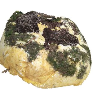 天然悬崖岩石真土蜂蜜岩蜂蜜野生石头蜂蜜深山天然固体硬峰蜜批