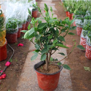 扶桑花盆栽大红