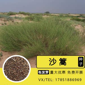 野生沙蒿种子沙蒿种籽固土固沙复绿牧草种子护坡护土植物种子草籽