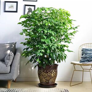 林曦园艺幸福树盆栽大型绿植四季花卉盆景室内客厅办公室开业植物