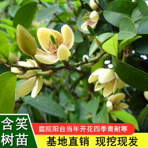 【含笑花盆栽香妃】含笑花盆栽香妃品牌,价格 - 阿里巴巴