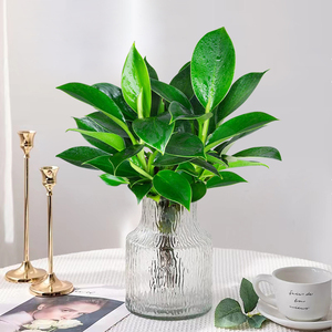 水培金钻盆栽植物绿公主绿植吸除甲醛防辐射室内多肉四季好养花卉