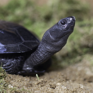 顶墨龟纯种全黑外塘乌龟活物中华草招财镇宅宠物龟活物观赏黑乌龟