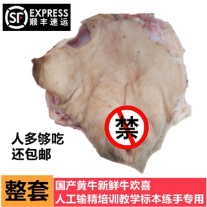 新鲜牛欢喜母牛牛逼外阴牛碗口即食牛二姐生殖男用输卵管卵巢牛鞭