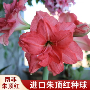 【花小易】芭蕾舞女现货  朱顶红种球进口重瓣大球好养活