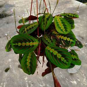 上海鲜花港 叶蝉竹芋红蜻蜓竹芋彩叶阳台耐阴室内盆栽