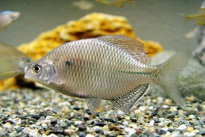 大鳍鱊 大鳍刺鳑鲏 鳑鲏鱼 冷水鱼 原生鱼 观赏鱼