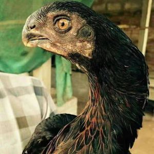 鹰嘴菲律宾斗鸡成年种蛋野花大型斗鸡之王人工高受精种蛋