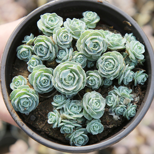 子持莲华多肉植物群生老桩大颗室内阳台盆栽肉肉垂吊多肉目分园艺