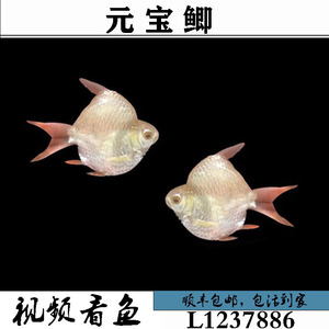 泰国进口鲫鱼短身柠檬鲫红眼白子元宝鲫中层龙鱼配鱼观赏鱼活体