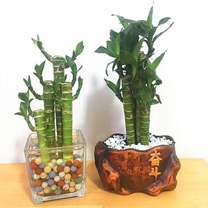 文昌竹4支文昌竹荷花竹室内防辐射土培水培办公桌电脑桌面盆栽富