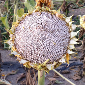 新疆牙签瓜子马牙白瓜子原味椒盐 散装白皮生新鲜葵花籽5斤10斤