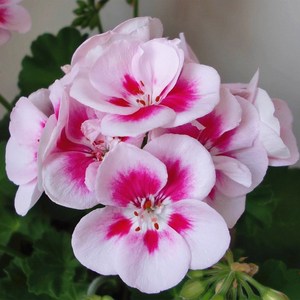 直立天竺葵花仙子白飞溅多美丽花卉盆栽花卉植物