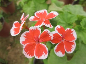 任先生直立天竺葵多美丽花卉天竺葵花苗盆栽花卉植物