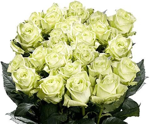 王妃花社 绿美人月季 绿色灌木勤花切花庭院阳台抗病勤花花苗盆栽