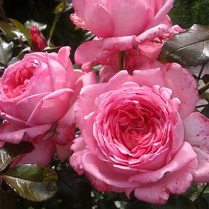 王妃花社 月季莫利纳尔玫瑰(la rose de molinard)浓香大花灌木