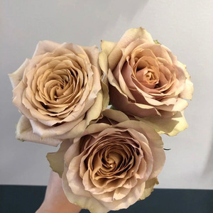 王妃花社月季 黄金芥末(golden mustard)肯尼亚多季节花苗盆栽