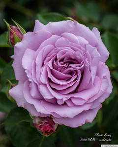 王妃花社月季 情歌(love song)美国丰花紫色四季盆栽大花精品