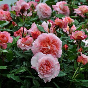 王妃花社 奥古斯塔 路易斯 月季(augusta luise)2012  金奖得主