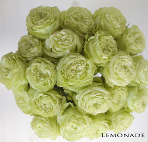 王妃花社 柠檬水(lemonade) 月季 清新绿 含盆