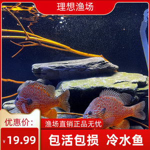 蓝鲷鱼