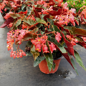 我为亲代言淘宝法国巴黎kenzo海棠花联名 22春夏 口袋欧阳娜娜同款