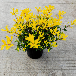 祥瑞新品大盆黄金构骨盆栽多年生金叶植物狭叶冬青庭院阳台木本花