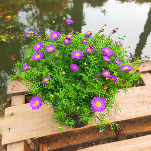 五色菊新款庭院开花不断垂吊清新小花园盆栽花卉耐寒耐热带花发