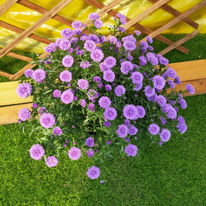 重瓣翠菊驱蚊四季开花易活室外庭院阳台花卉盆栽带花吸甲醛包邮