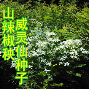 威灵仙种子 山辣椒秧种子 铁线莲 北东北药材山野菜种子 新种子