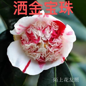 原生洒金宝珠扦插苗 稀有品种酒锦宝珠 名贵西神宝珠山茶花盆栽花