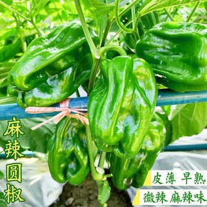 东北薄皮辣椒麻椒青椒圆辣椒新鲜蔬菜顺丰包邮